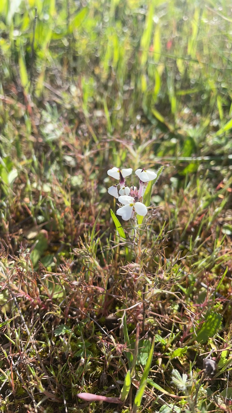 Triphysaria eriantha subsp. rosea photo 2