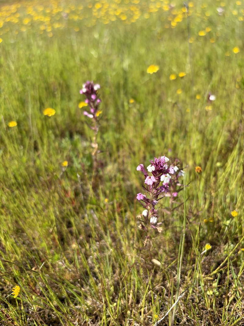 Triphysaria eriantha subsp. rosea photo 3