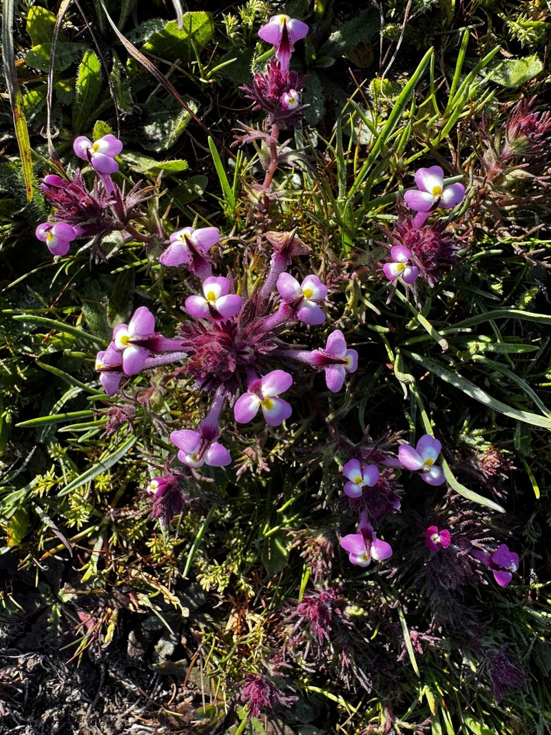Triphysaria eriantha subsp. rosea photo 4