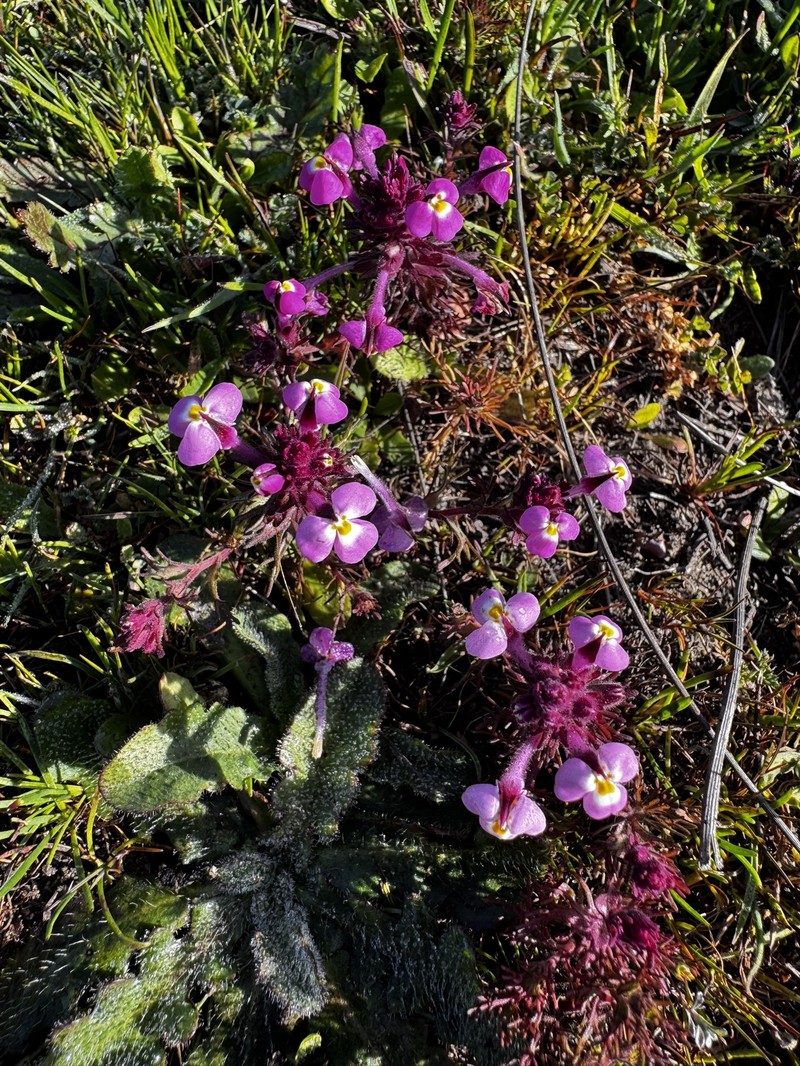 Triphysaria eriantha subsp. rosea photo 5