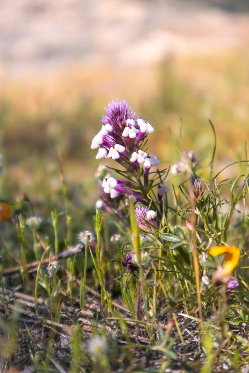 Triphysaria eriantha subsp. rosea photo 6