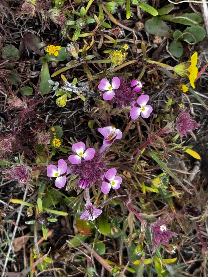 Triphysaria eriantha subsp. rosea photo 7