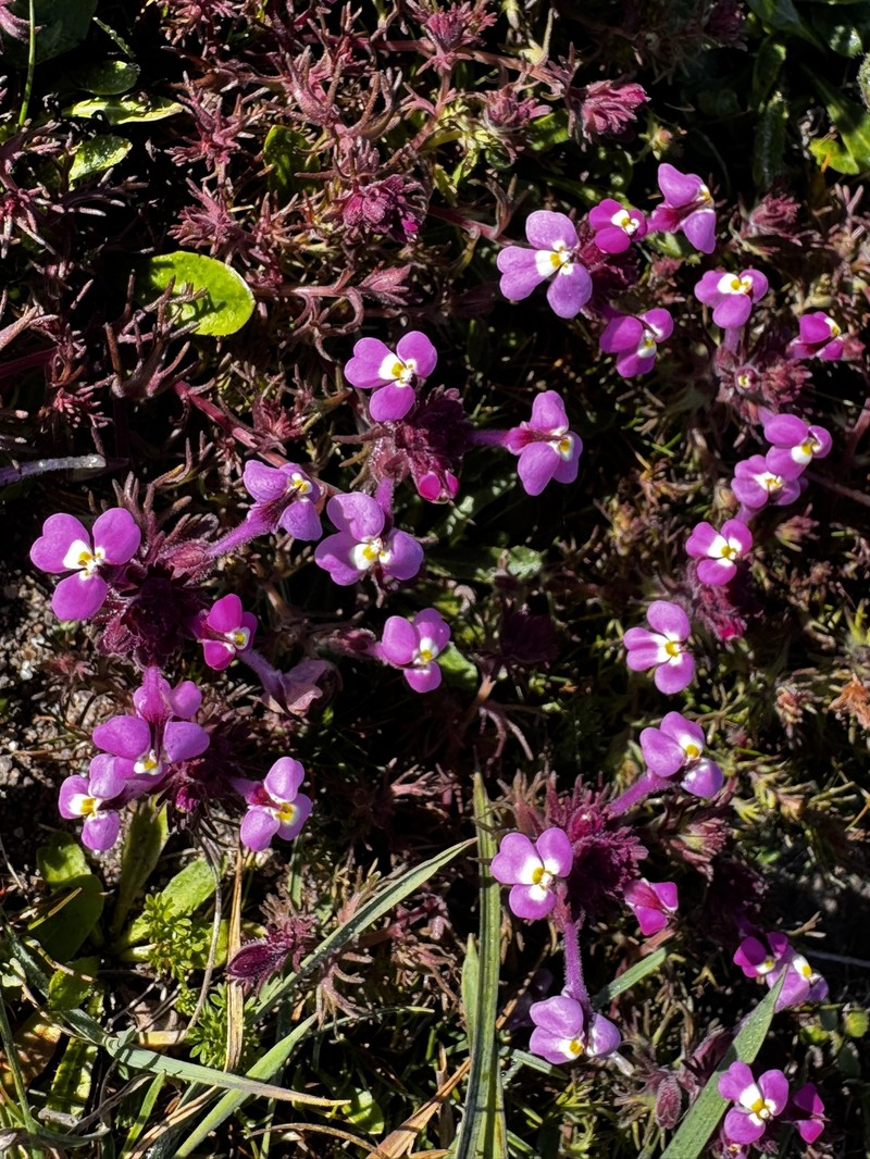 Triphysaria eriantha subsp. rosea photo 8