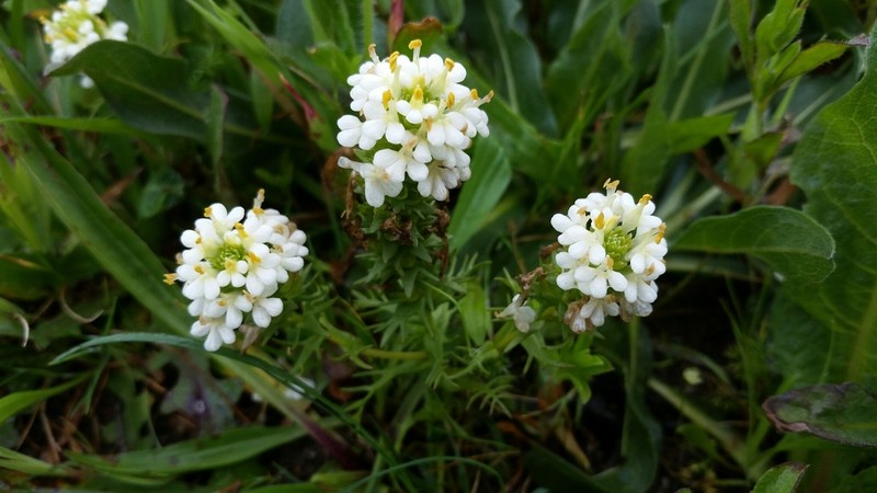 San Francisco Owl's-Clover photo 3