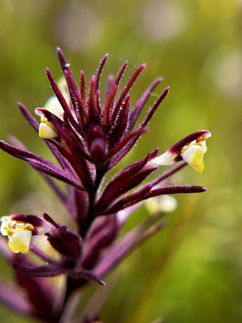 Purplebeak Owl's-Clover photo 4