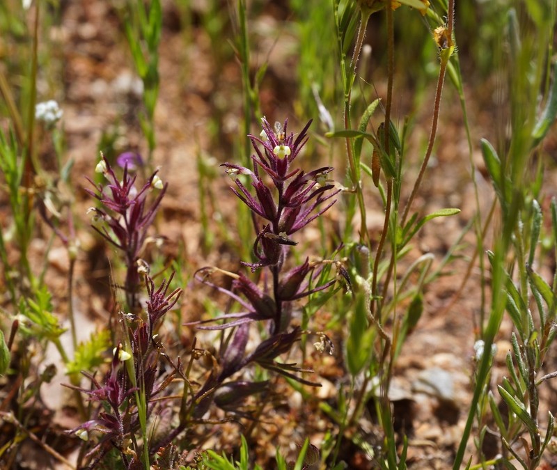Purplebeak Owl's-Clover photo 5