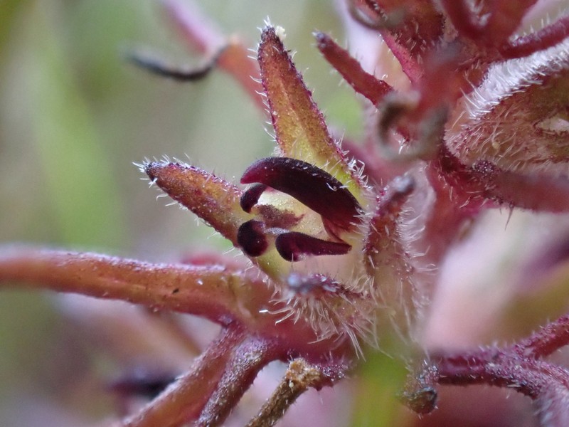 Dwarf Owl's-Clover photo 3