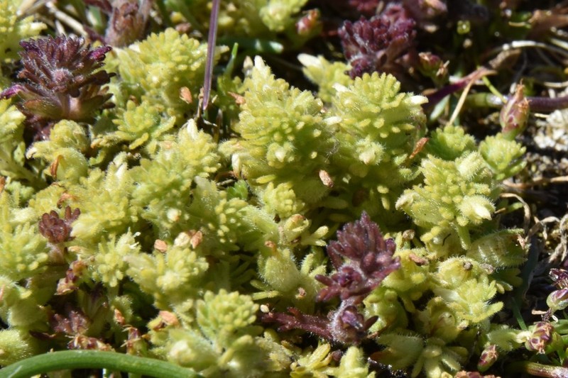Dwarf Owl's-Clover photo 4