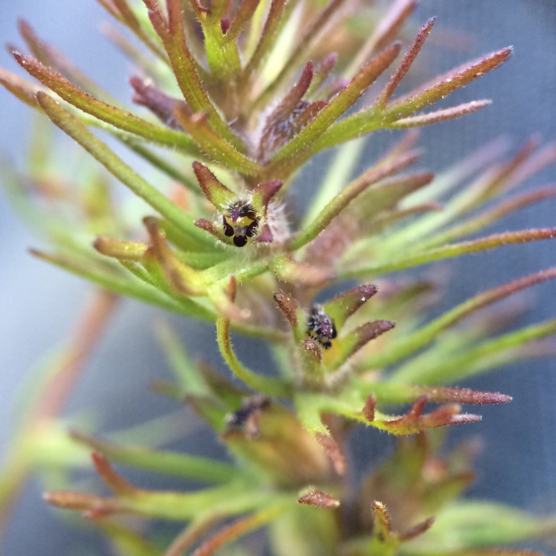 Dwarf Owl's-Clover photo 5