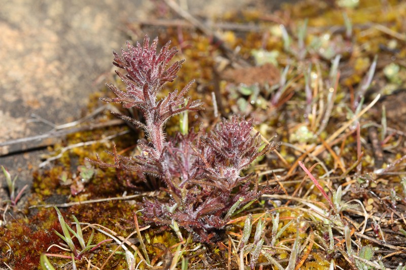 Dwarf Owl's-Clover