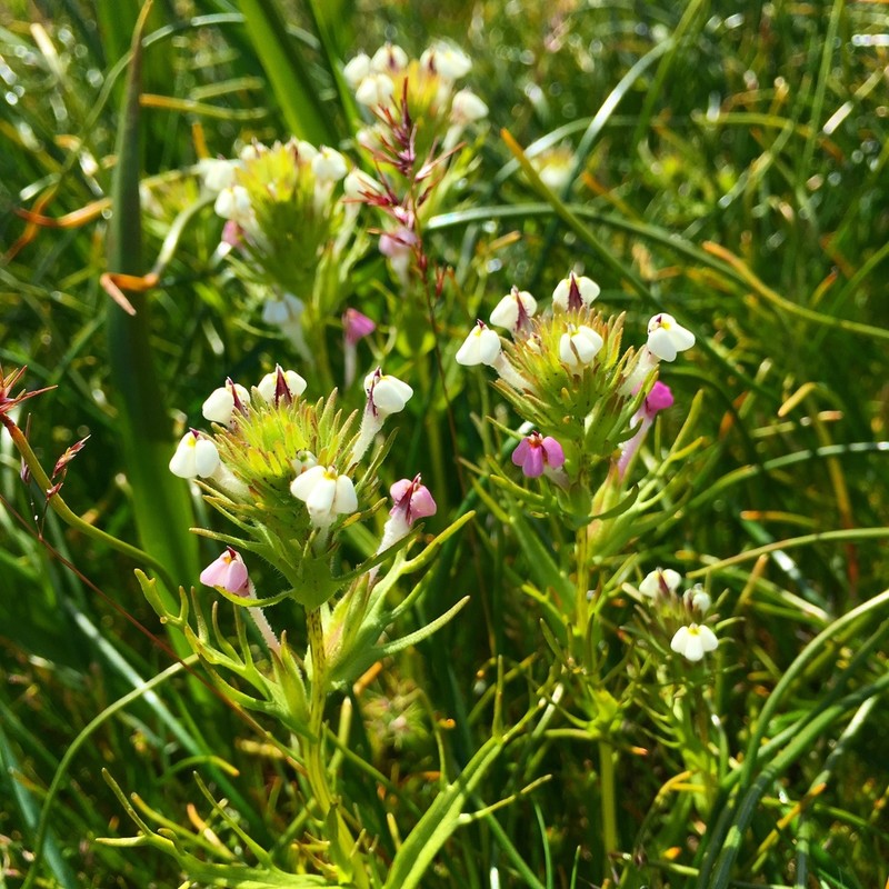 Yellowbeak Owl's-Clover photo 2