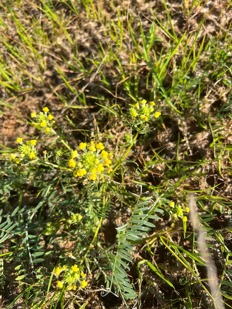 Triphysaria versicolor subsp. faucibarbata