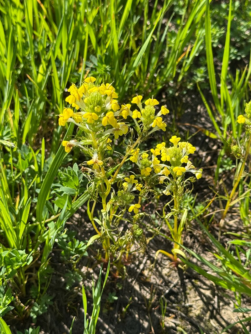 Triphysaria versicolor subsp. faucibarbata photo 2