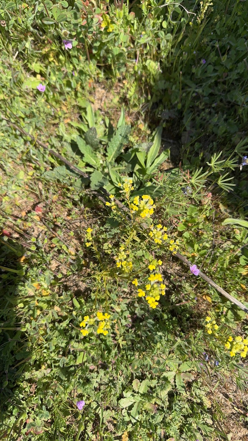 Triphysaria versicolor subsp. faucibarbata photo 4