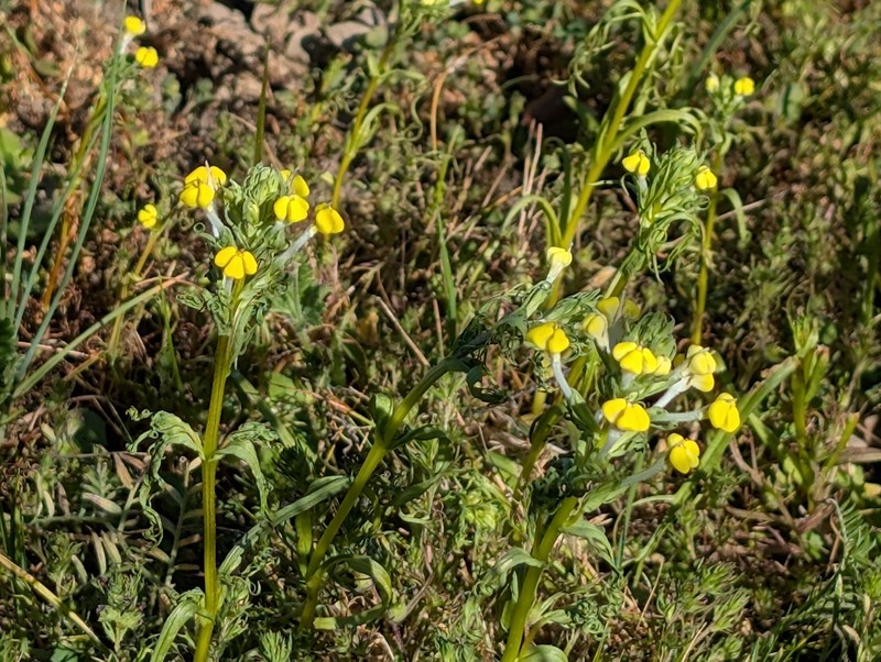 Triphysaria versicolor subsp. faucibarbata photo 5