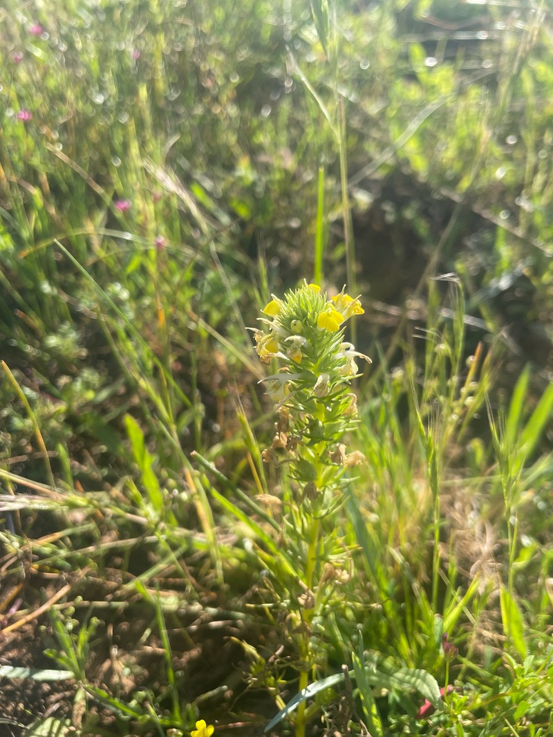 Triphysaria versicolor subsp. faucibarbata photo 6