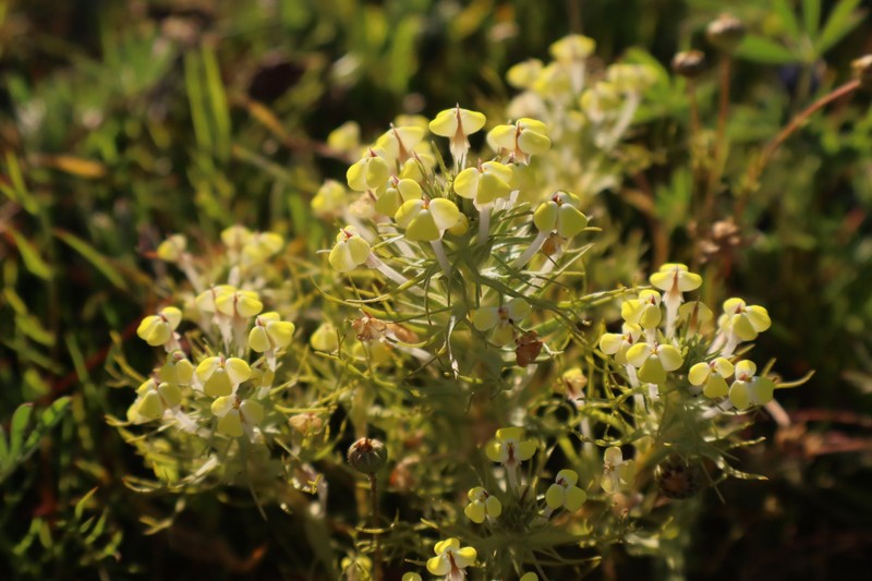 Triphysaria versicolor subsp. faucibarbata photo 8