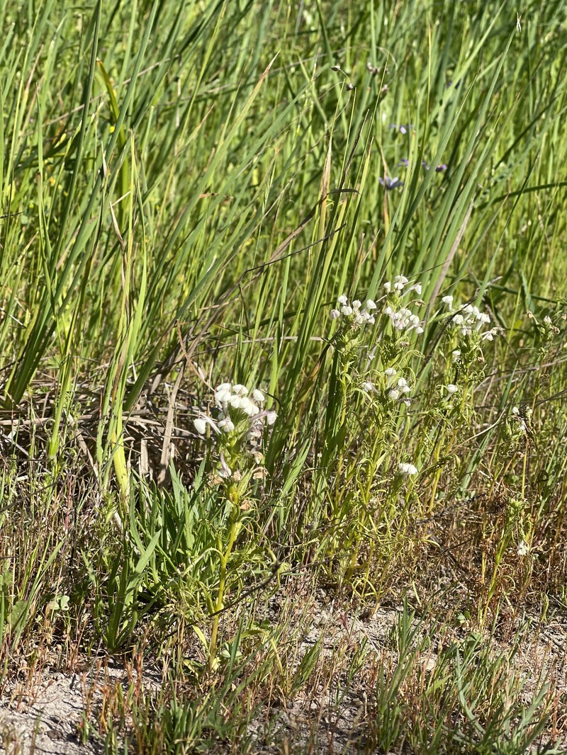 Triphysaria versicolor subsp. versicolor