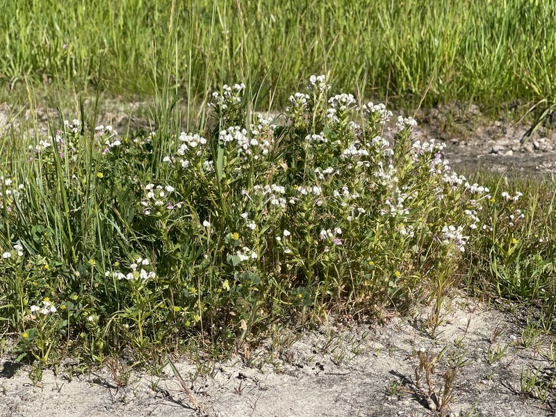 Triphysaria versicolor subsp. versicolor photo 2