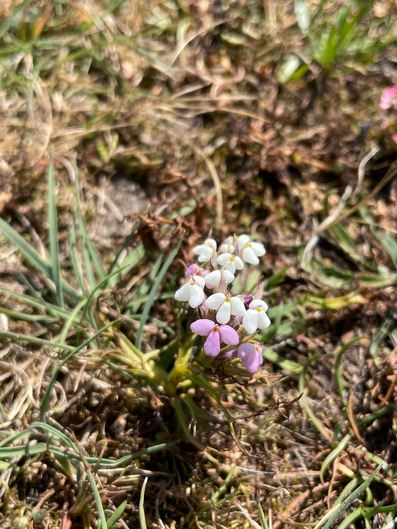 Triphysaria versicolor subsp. versicolor photo 3