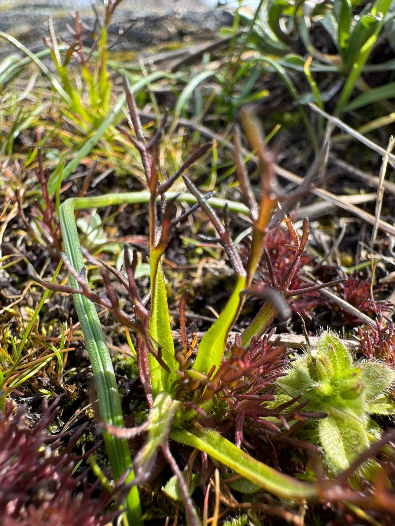 Triphysaria versicolor subsp. versicolor photo 5