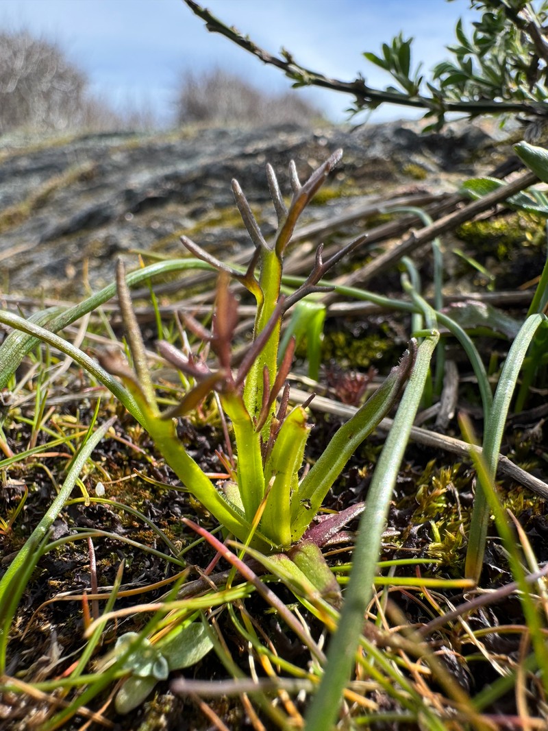 Triphysaria versicolor subsp. versicolor photo 6