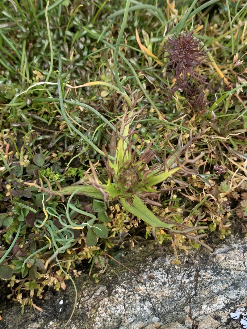 Triphysaria versicolor subsp. versicolor photo 7