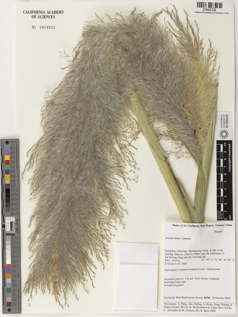Tripidium procerum