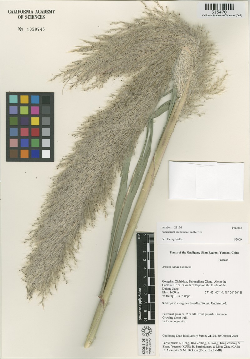 Tripidium procerum photo 2