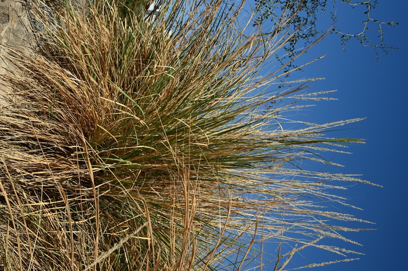 Ravennagrass photo 7