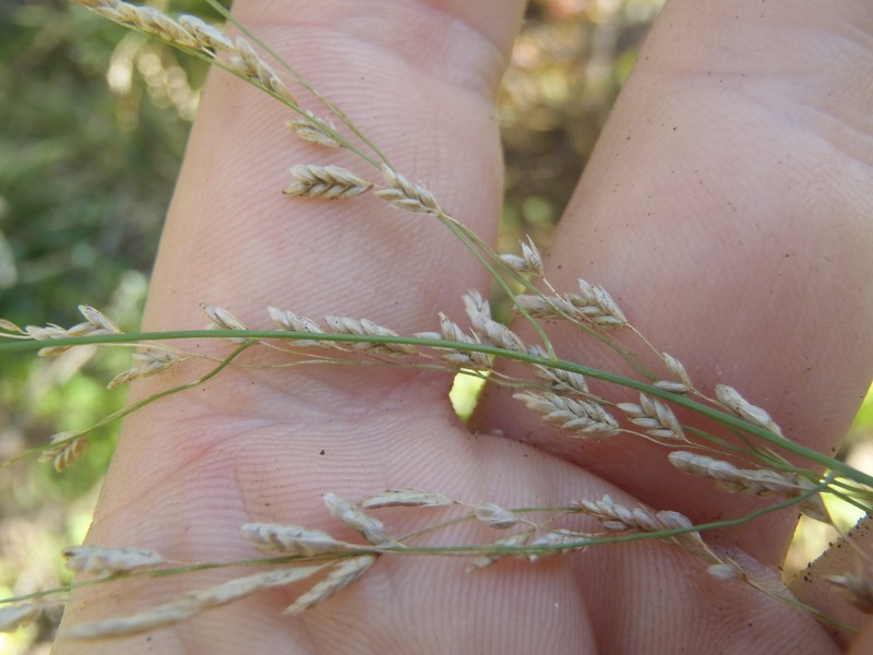 Lovegrass Tridens