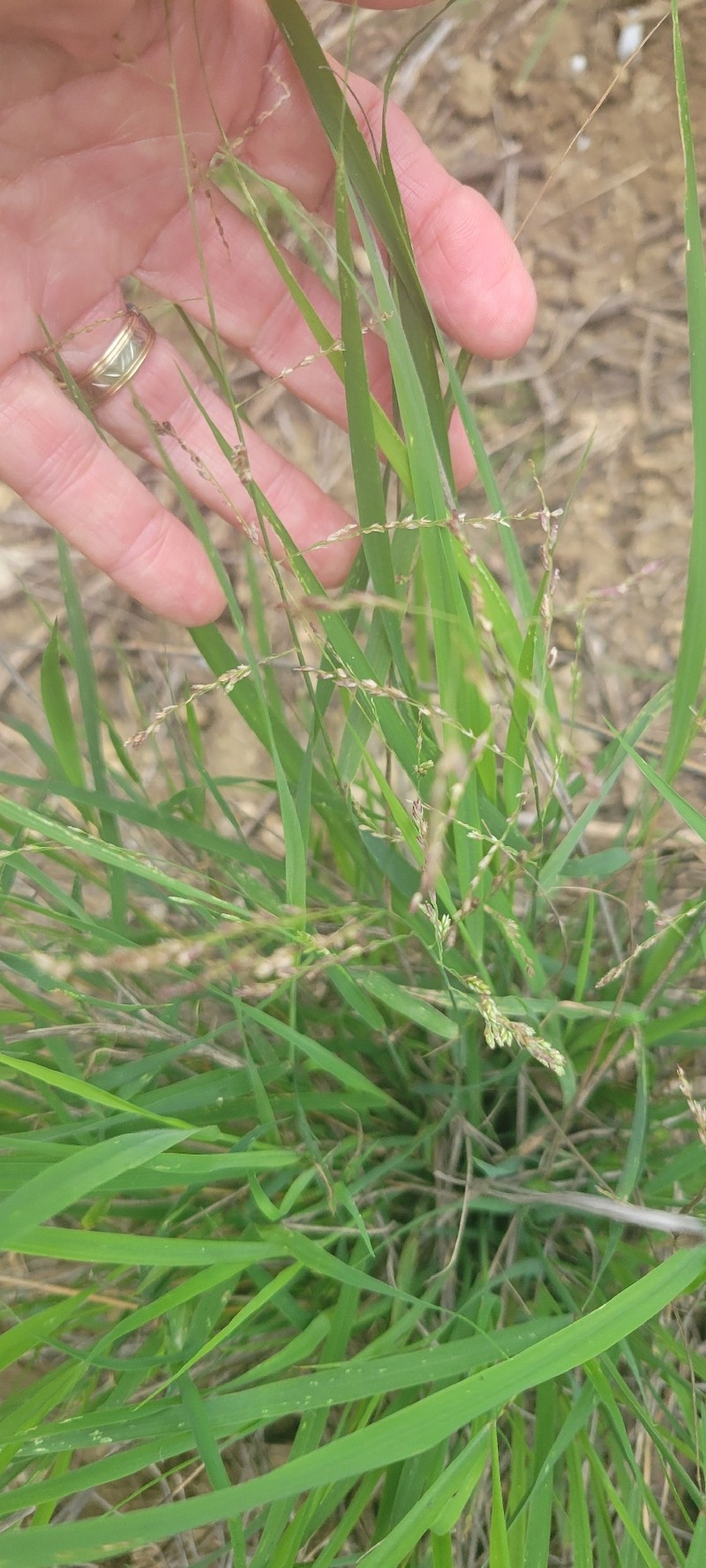 Lovegrass Tridens photo 2