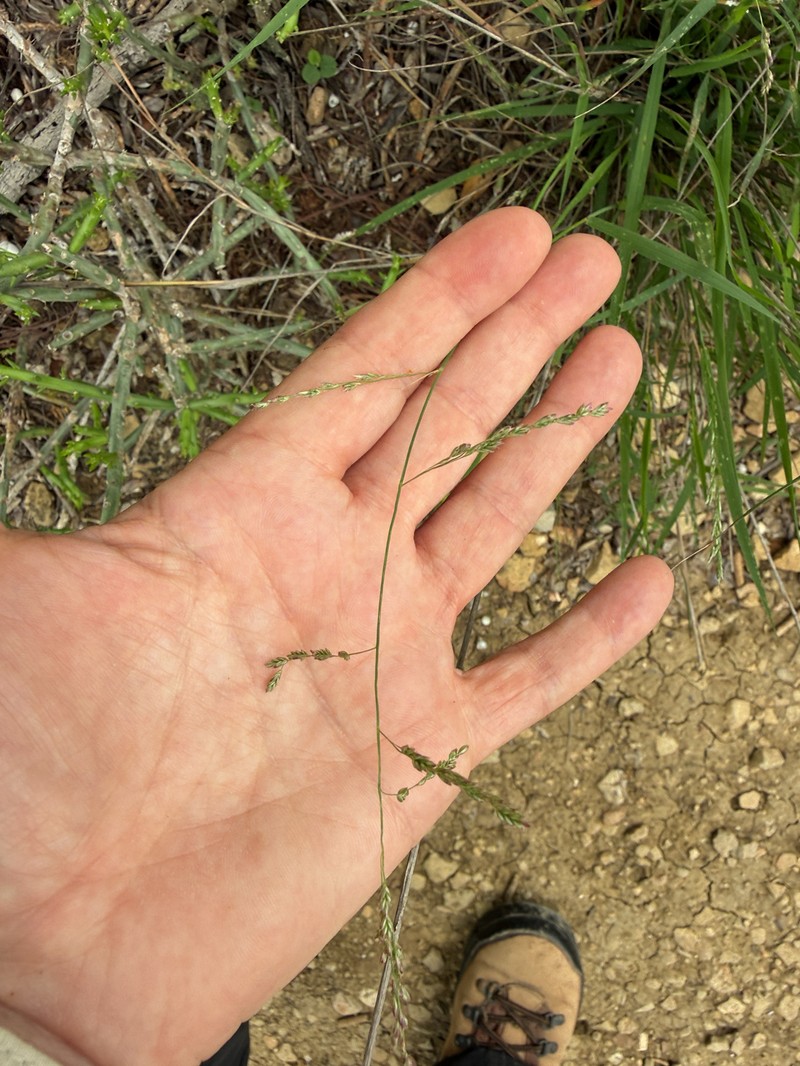 Lovegrass Tridens photo 3