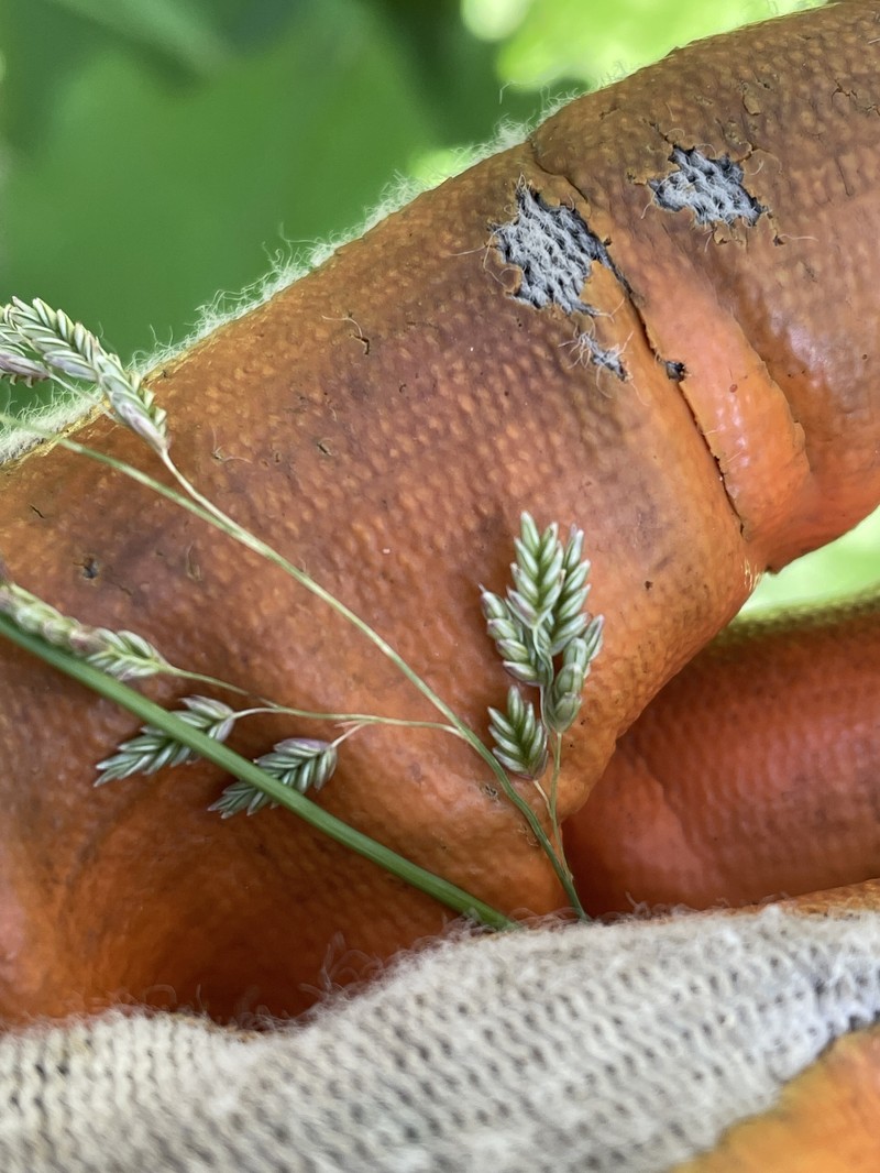 Lovegrass Tridens photo 4