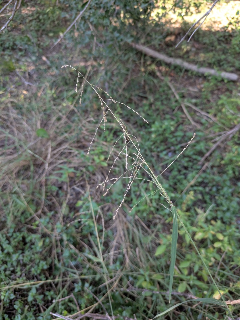 Lovegrass Tridens photo 5