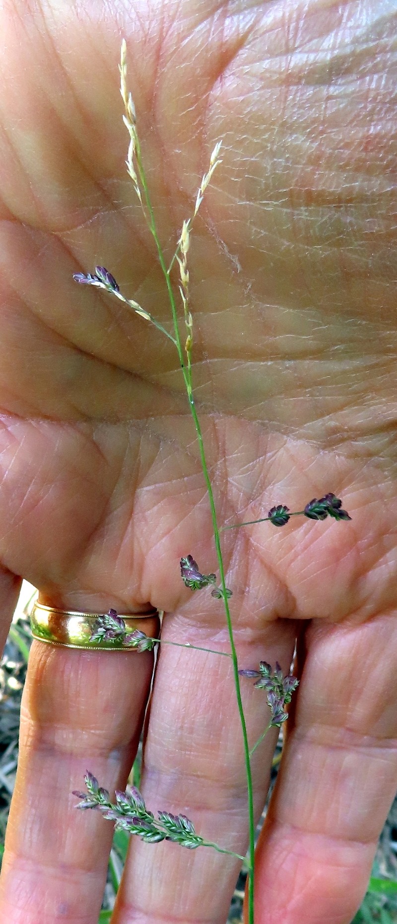 Lovegrass Tridens photo 6