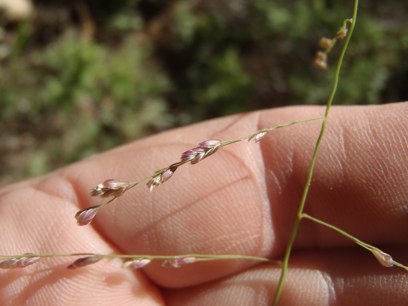 Lovegrass Tridens photo 7