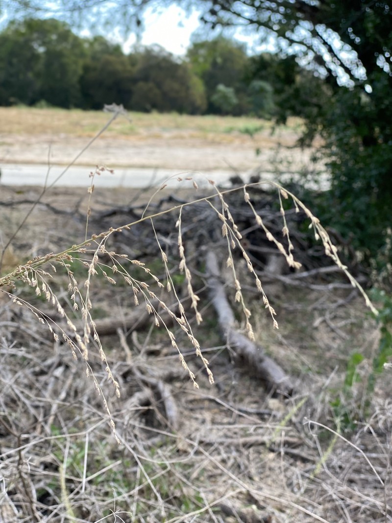 Lovegrass Tridens photo 8