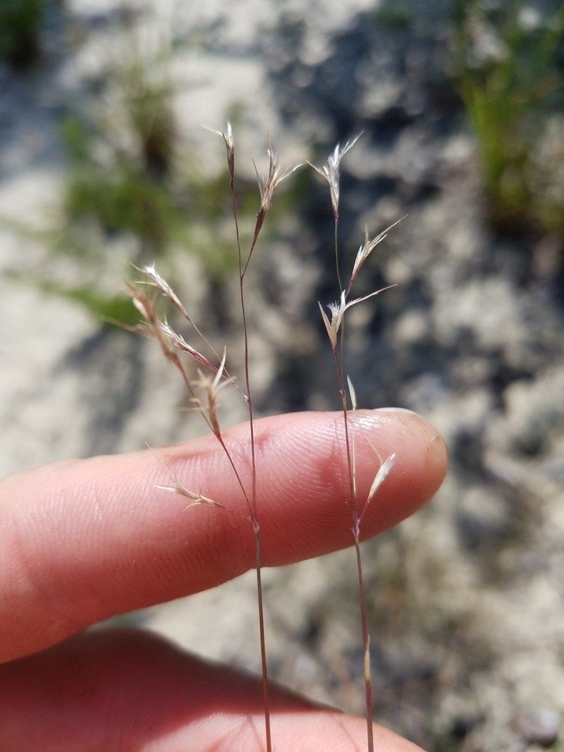 Perennial Sandgrass