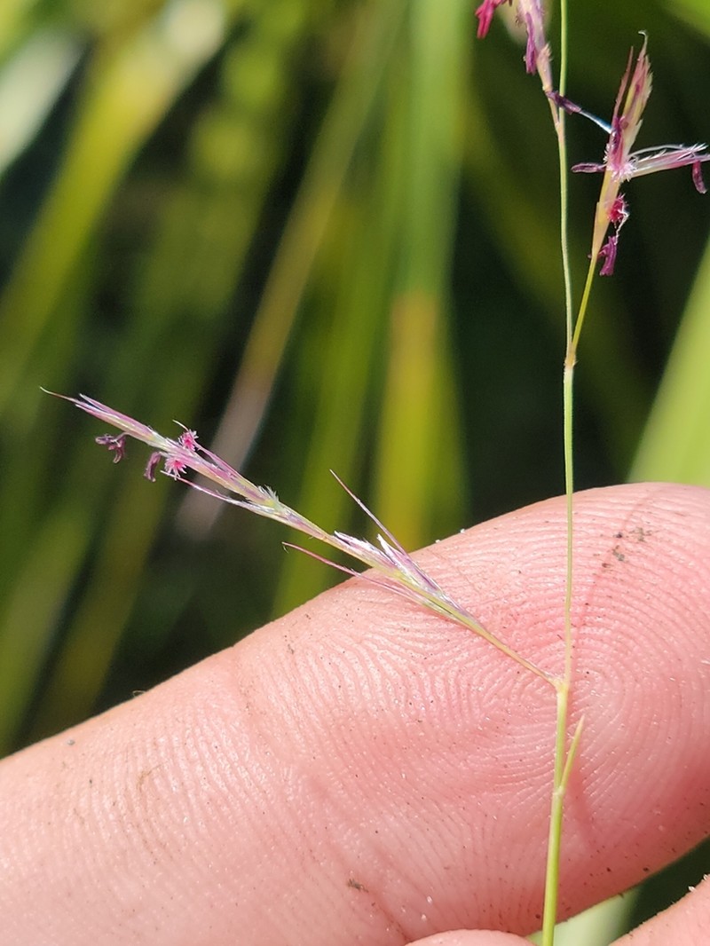 Perennial Sandgrass photo 2