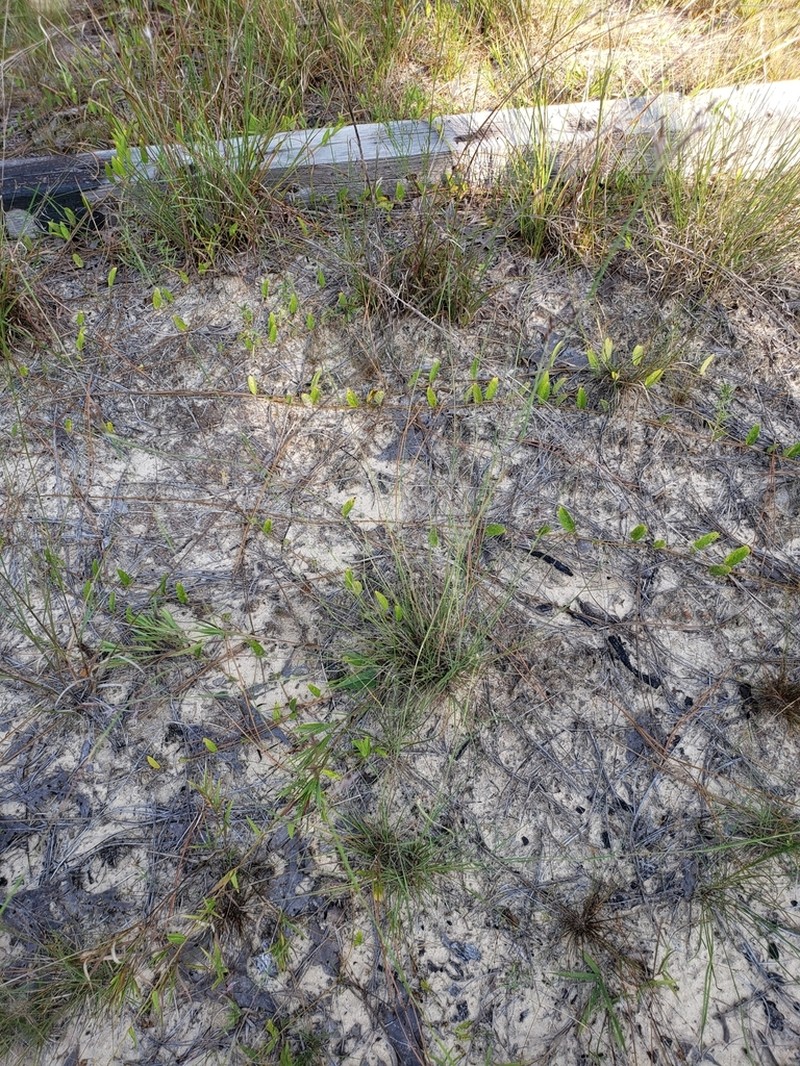 Perennial Sandgrass photo 3