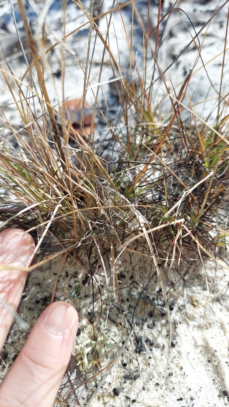 Perennial Sandgrass photo 4