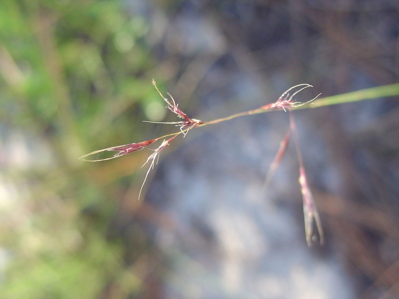 Perennial Sandgrass photo 5