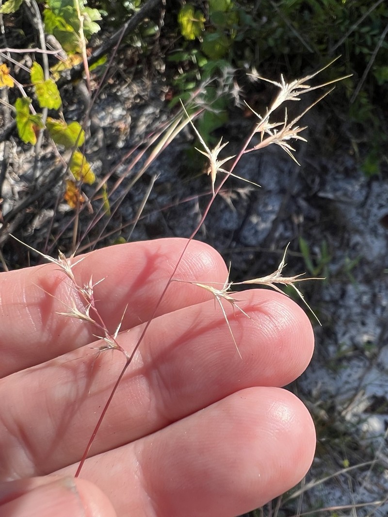 Perennial Sandgrass photo 6