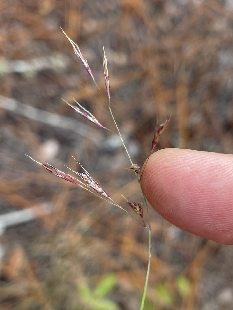 Perennial Sandgrass photo 7