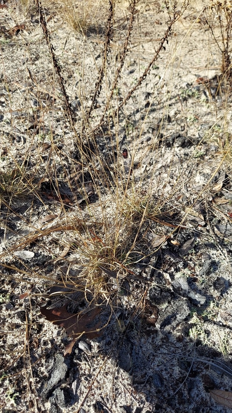 Perennial Sandgrass photo 8