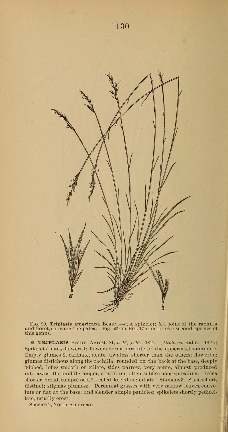 Perennial Sandgrass