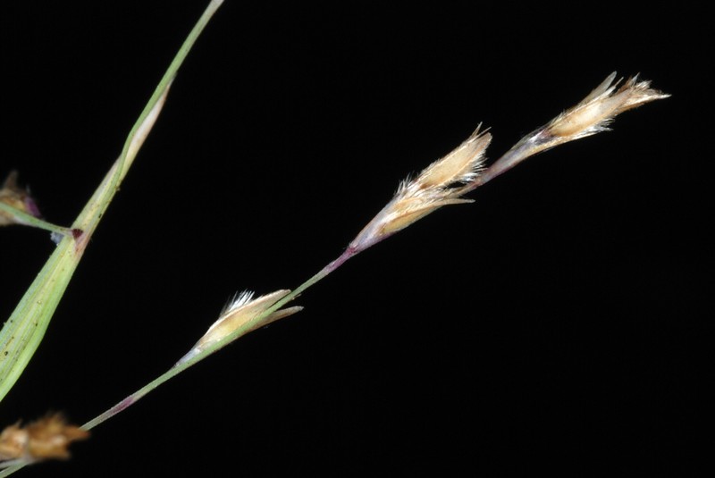 Purple Sandgrass photo 3