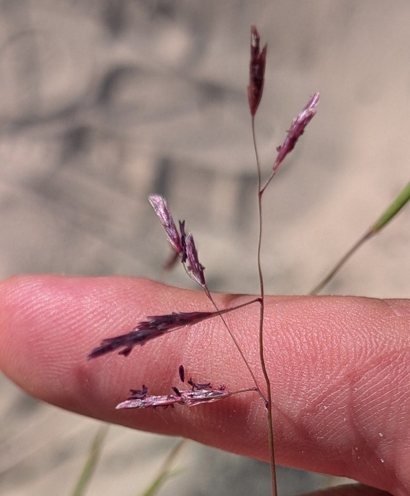Purple Sandgrass photo 4