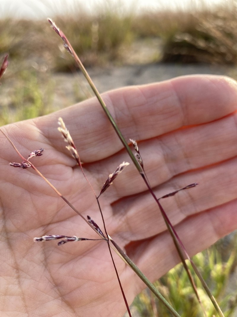 Purple Sandgrass photo 5